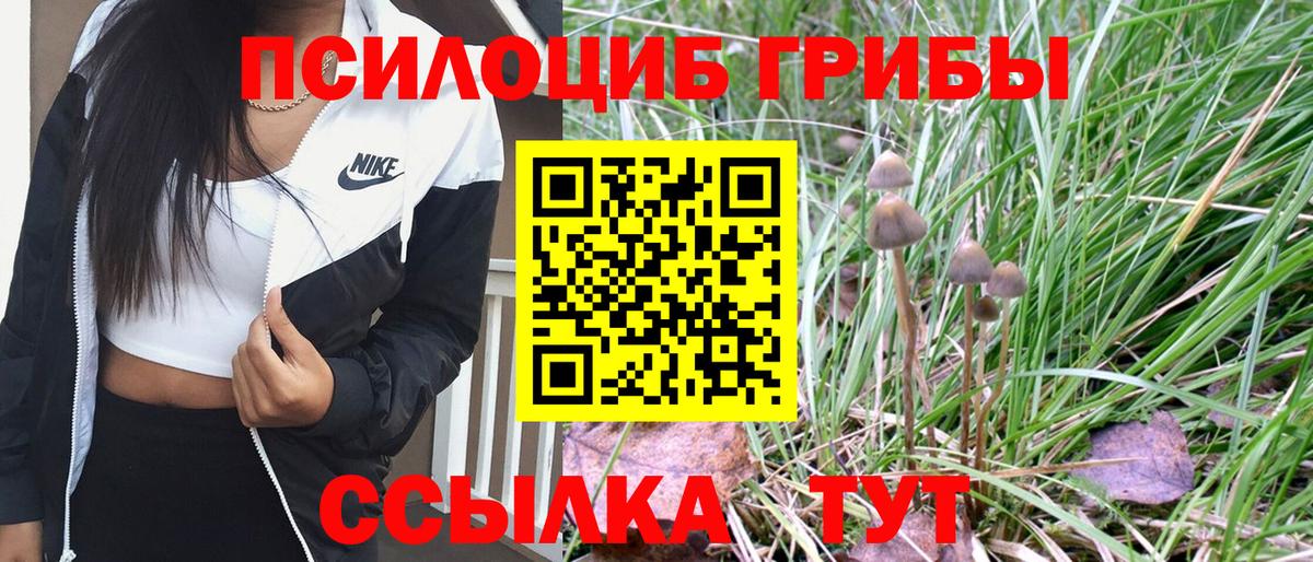 Галлюциногенные грибы Psilocybe Красногорск